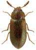 Tetratoma desmarestii