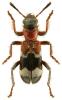 Thanasimus femoralis