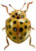Psyllobora vigintiduopunctata