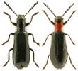 Tillus elongatus