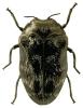Trachys minuta
