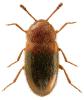 Triphyllus bicolor