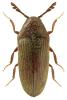 Trixagus carinifrons