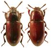 Uloma culinaris