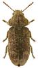 Xestobium rufovillosum
