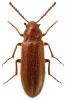 Zilora ferruginea