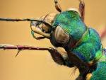 Cicindela campestris (image by Mark Gurney)