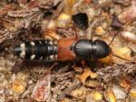 Platydracus stercorarius (image by Mark Gurney)