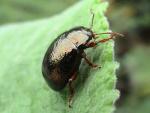 Chrysolina banksi (image by John Walters)