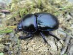 Dor beetle (image by John Walters)